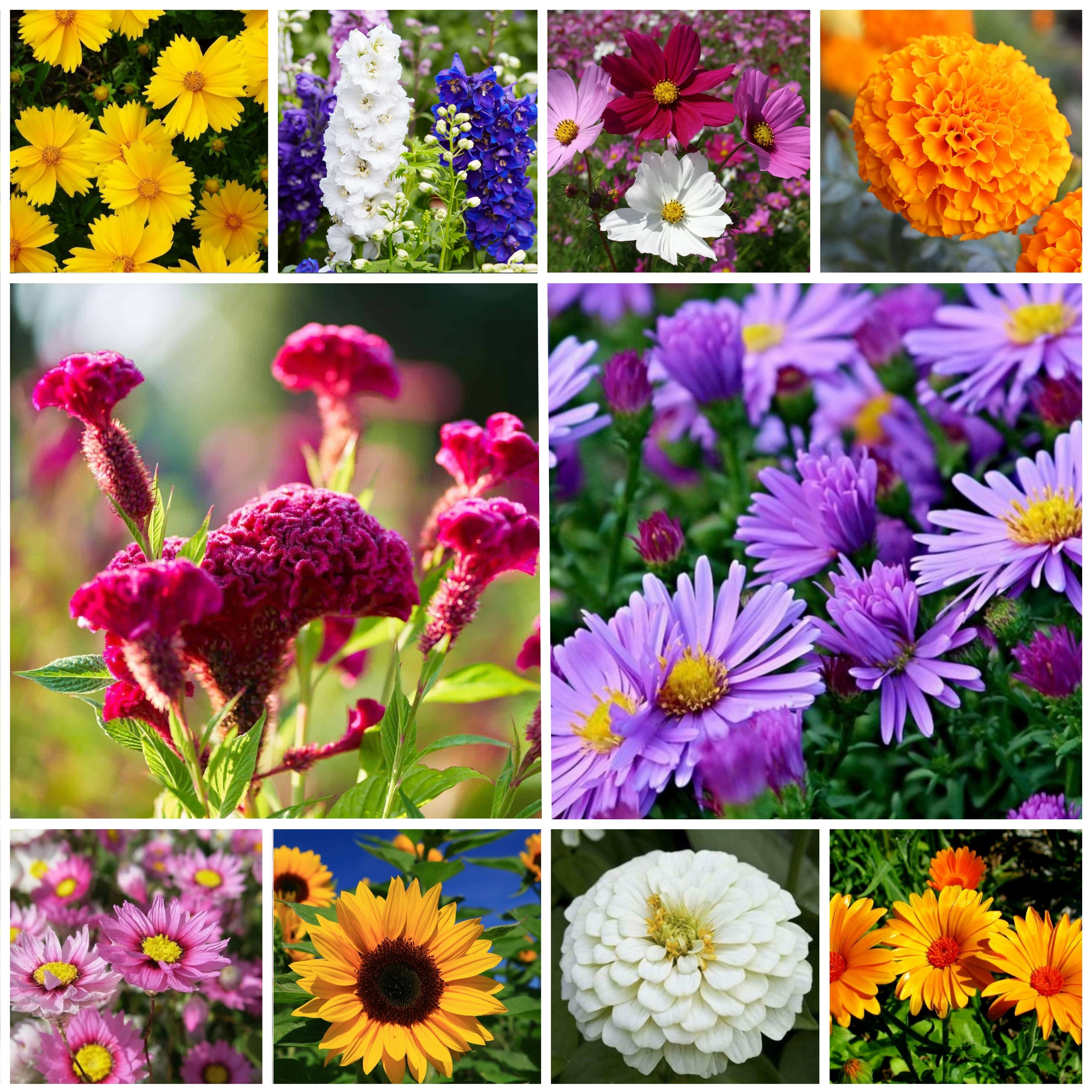 10 Variety of Flower Seeds Combo Pack | Flower Seeds for Home Gardening