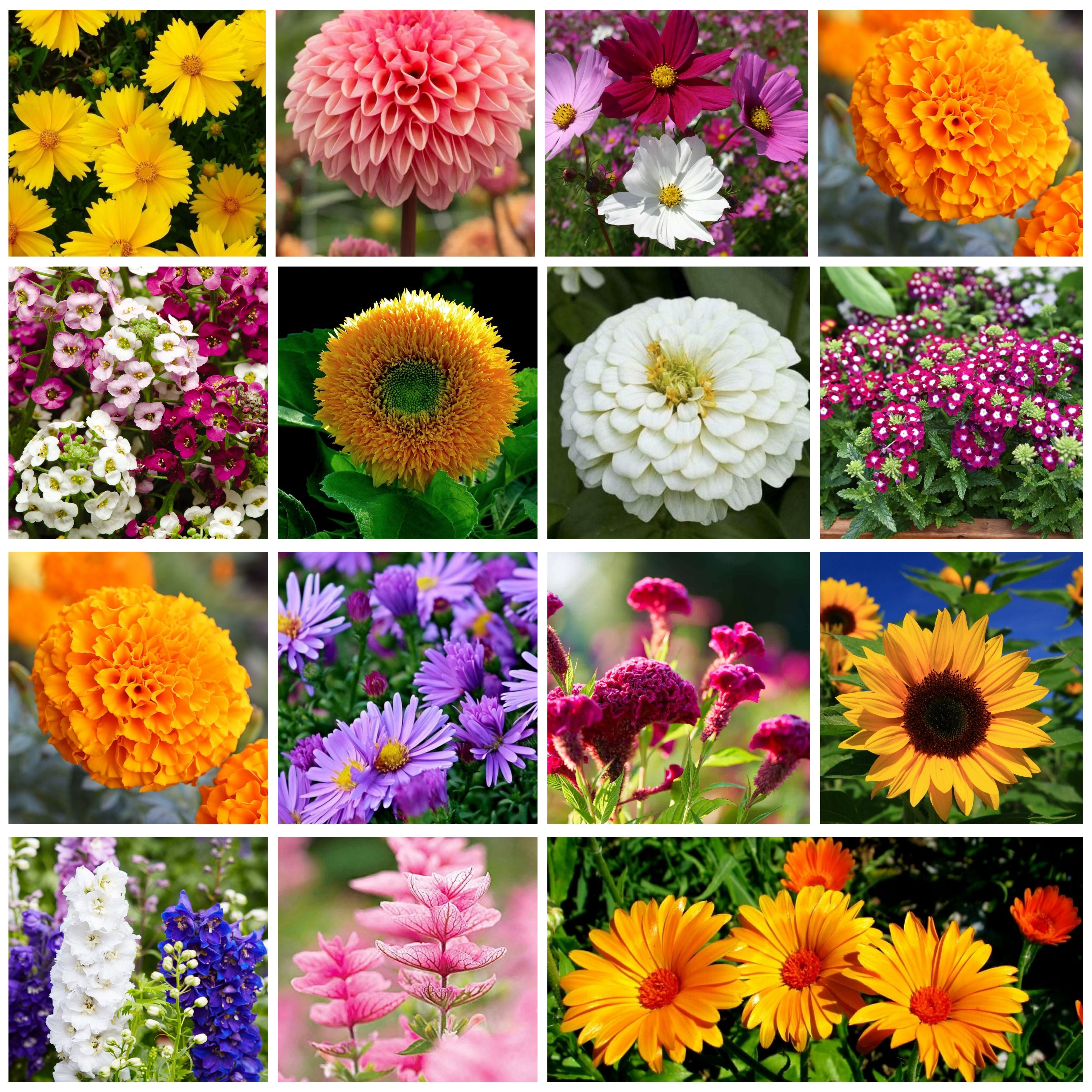 15 Variety of Flower Seeds Combo Pack | Flower Seeds for Home Gardening