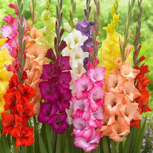 Gladiolus Flowering Bulbs - Multicolor Bulbs