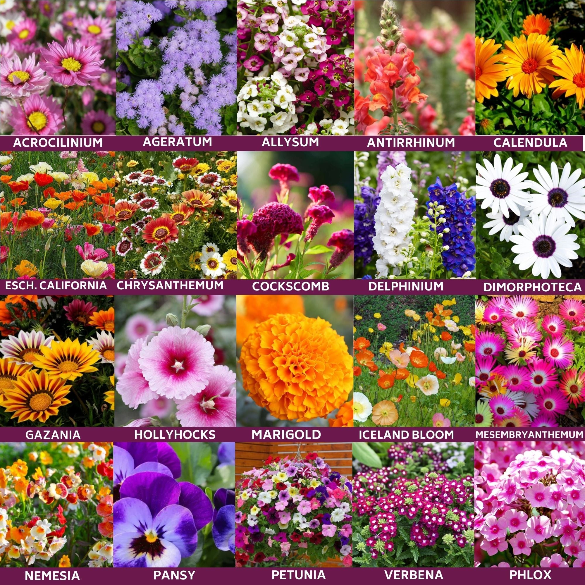 20 Flower Seeds 4800+ Seeds with Cocopeat Block and Instruction Manual