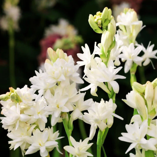 Rajnigandha Flowering Bulbs - White Bulbs