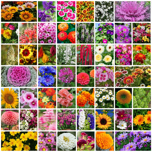 50 Variety of Flower Seeds Combo Pack | Flower Seeds for Home Gardening